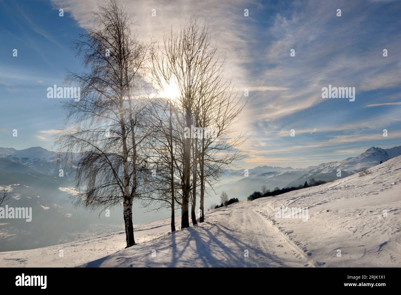 Sonniger Baumzweig im Winter in alpiner Landschaft auf schneebedeckter Straße Stockfoto
