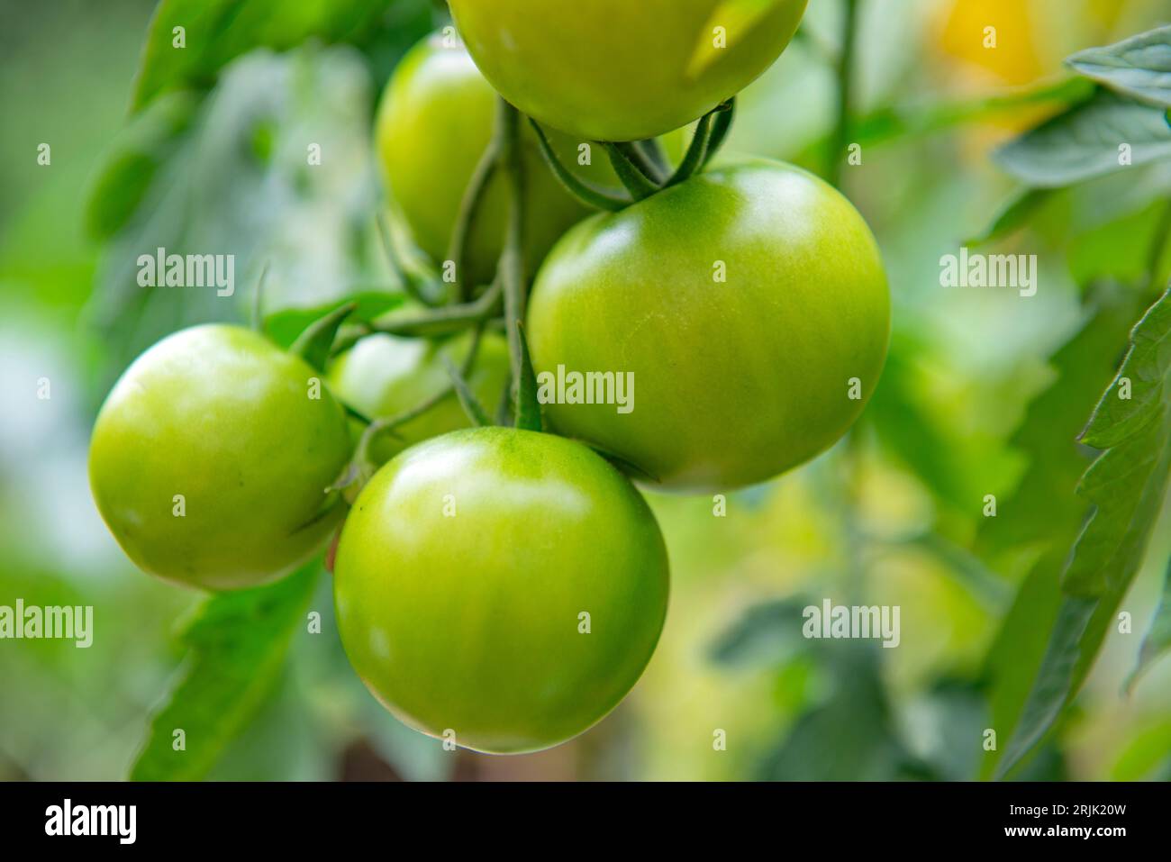 Nahaufnahme von grünen Tomaten, die in einem Gemüsegarten inmitten von Blättern wachsen Stockfoto