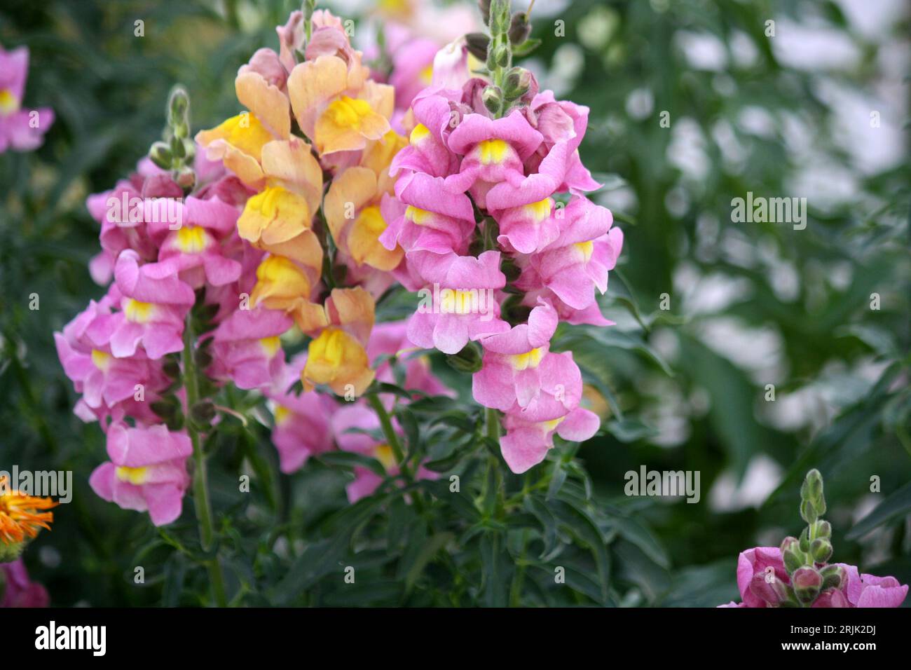 Gruppe rosafarbener und gelber Snapdrachen (Antirrhinum majus) Blüten : (Pixel Sanjiv Shukla) Stockfoto