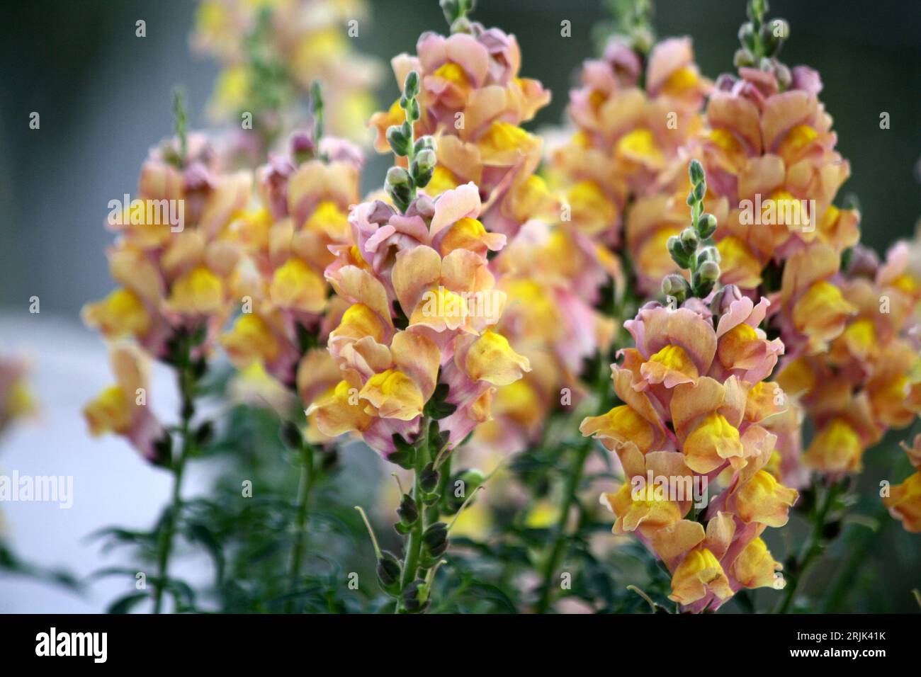 Gelbe Blüten des Snapdrachen (Antirrhinum majus) : (Bild Sanjiv Shukla) Stockfoto