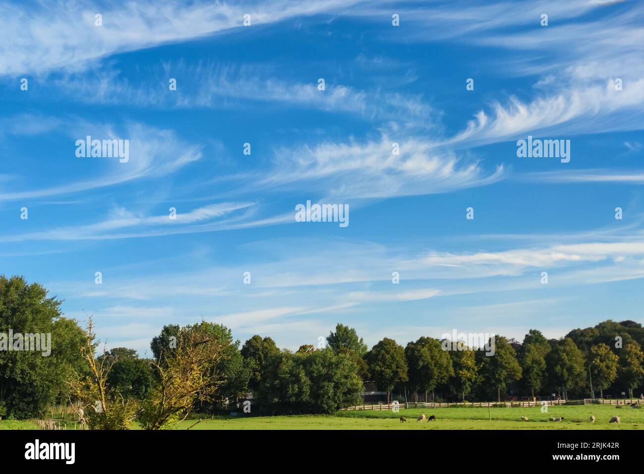 Cirrus-Wolken in lockigen Haken. Der lateinische Name ist Cirrus uncinus. Stockfoto