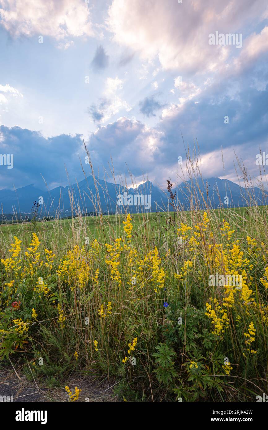 Gelbe Wildblumen in den Ausläufern der Tatra Stockfoto
