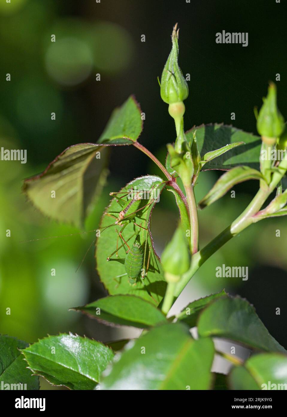 Brighton UK 23. August 2023 - Ein Paar Grillen, die sich in der heißen Morgensonne auf einem Rosenblatt in einem Brighton-Garten sonnen, da die Temperaturen in Teilen Großbritanniens heute voraussichtlich Mitte der zwanziger Jahre Celsius erreichen werden : Credit Simon Dack / Alamy Live News Stockfoto