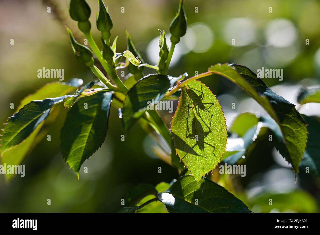Brighton UK 23. August 2023 - Ein Paar Grillen, die sich in der heißen Morgensonne auf einem Rosenblatt in einem Brighton-Garten sonnen, da die Temperaturen in Teilen Großbritanniens heute voraussichtlich Mitte der zwanziger Jahre Celsius erreichen werden : Credit Simon Dack / Alamy Live News Stockfoto