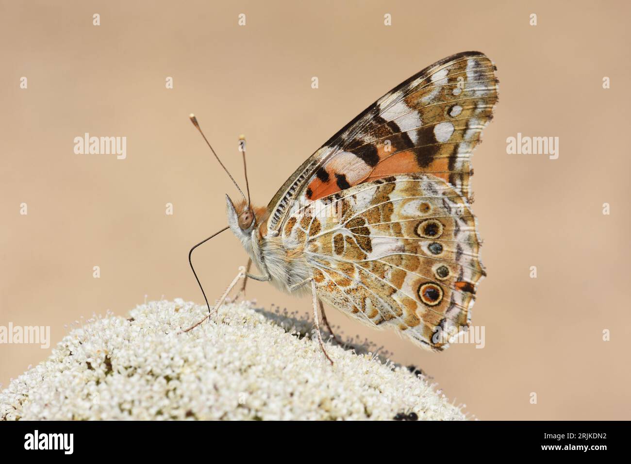 Lady butterfly Fütterung auf Nektar lackiert Stockfoto