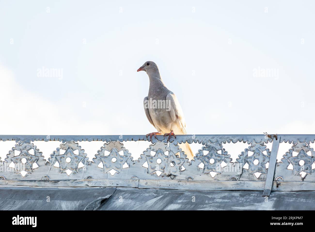 Eine Felsentaube, die auf einer Brücke steht und die Umgebung beobachtet, während sie in den Himmel blickt Stockfoto
