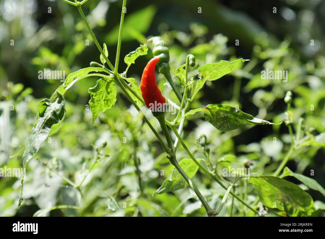 Blick auf einen Bird's Eye Chilizweig, der Zweig ist in direktem Sonnenlicht mit einer Reifen Chilischote und Blätter sind von den Mealybugs infiziert Stockfoto