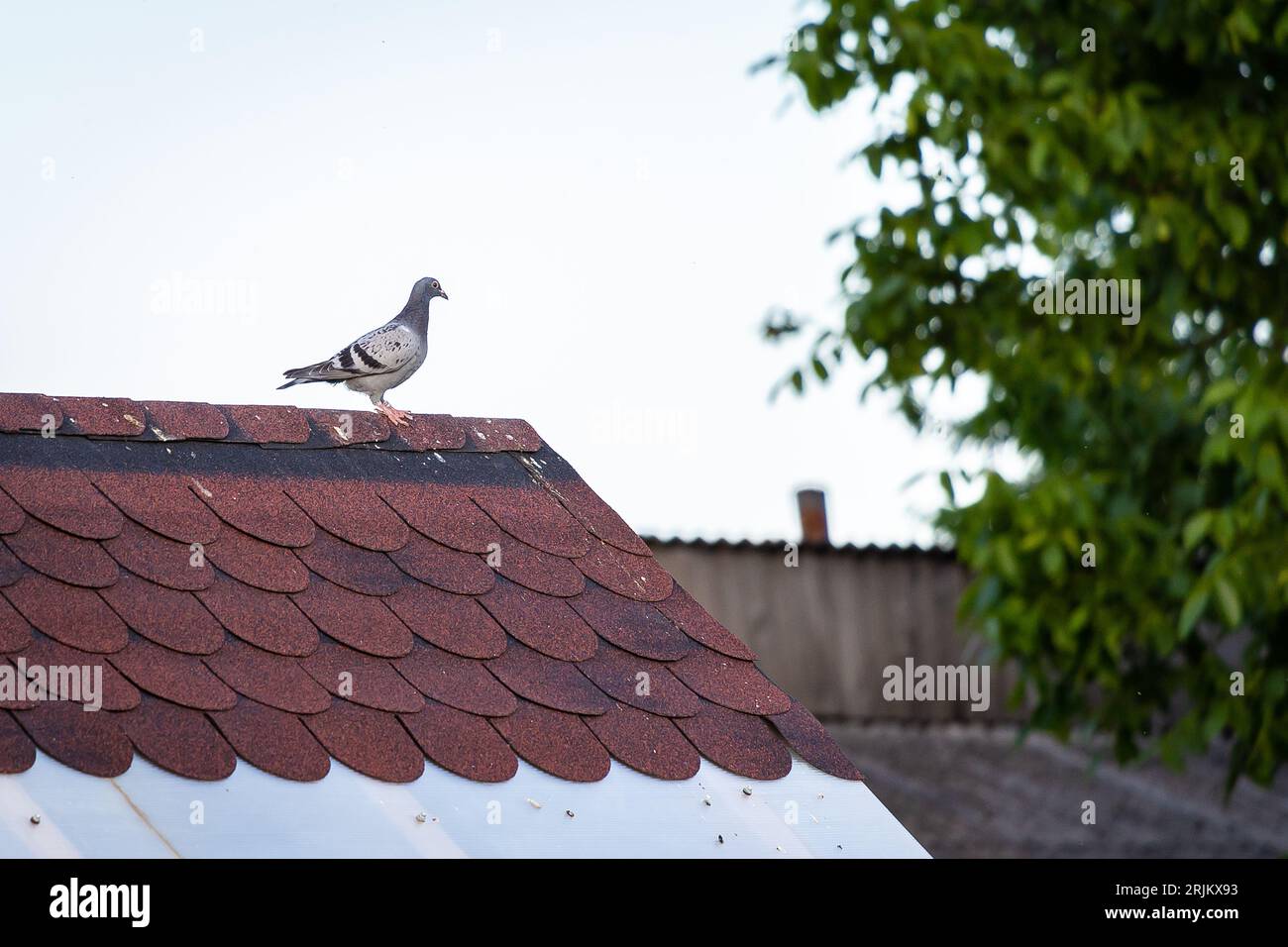 Eine Felsentaube auf einem Dach, mit den Zweigen eines üppigen grünen Baumes und einem weißen Zaunpfahl im Hintergrund Stockfoto Eine Felsentaube auf einem Dach, mit den Zweigen eines üppigen grünen Baumes und einem weißen Zaunpfahl im Hintergrund Stockfoto