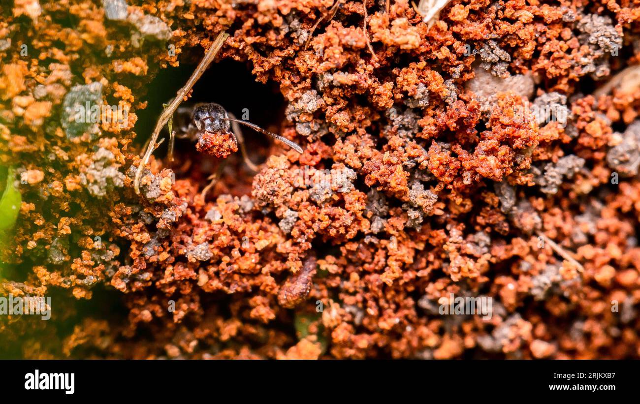 Eine Nahaufnahme eines braunen Insekts, das aus einem kleinen Loch in der Oberfläche eines Schmutzbodens kriecht Stockfoto