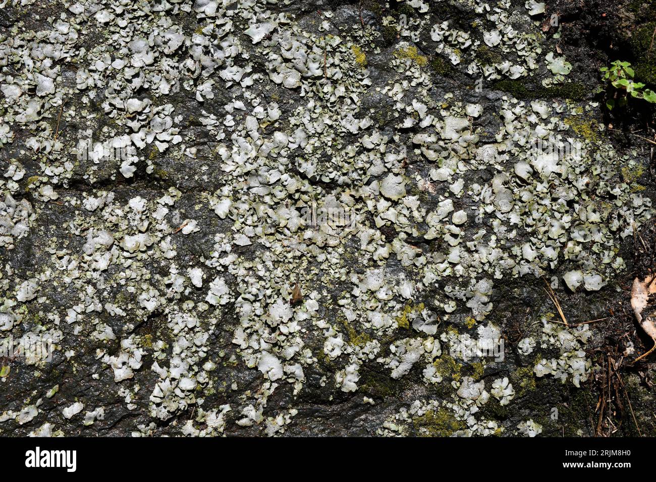 Dermatocarpon miniatum ist eine Laubflechte. Dieses Foto wurde in Ribadeo, Lugo, Galicien, Spanien aufgenommen. Stockfoto