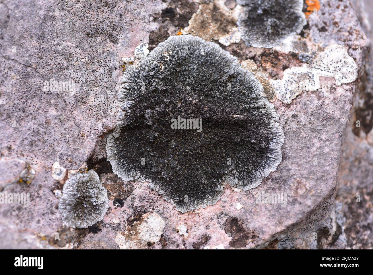 Lobothallia radiosa oder Lecanora radiosa ist eine Krustenflechte, die auf kalkhaltigem Gestein wächst. Dieses Foto wurde in Alquézar, Huesca, Aragón, Spanien aufgenommen. Stockfoto