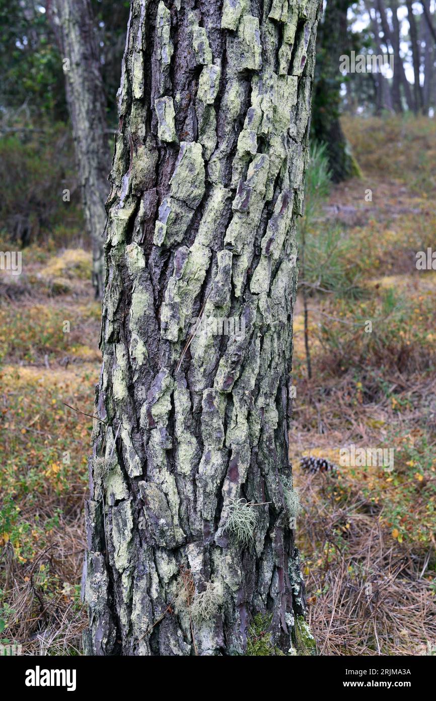Lecanora strobilina ist eine Krustenflechte, die auf Bäumen mit Rinde wächst. Dieses Foto wurde in Dunas de Sao Jacinto, Aveiro, Portugal, aufgenommen. Stockfoto