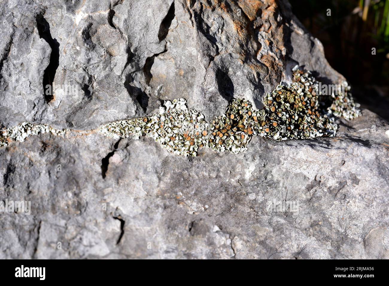 Squamarina cartilaginea ist eine Squamulose-Flechte, die auf kalkhaltigen Felsen wächst. Dieses Foto wurde im Naturpark Garraf, Barcelona, Katalonien, Stockfoto