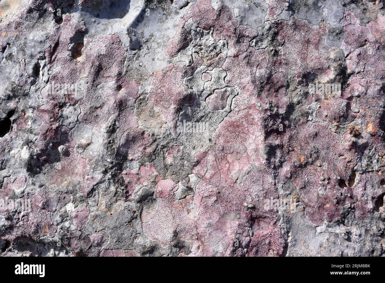 Verrucaria marmorea (rosa) und Verrucaria parmigera (weiß) sind zwei endolithische Flechtenarten, die auf kalkhaltigen Felsen wachsen. Dieses Foto war es Stockfoto