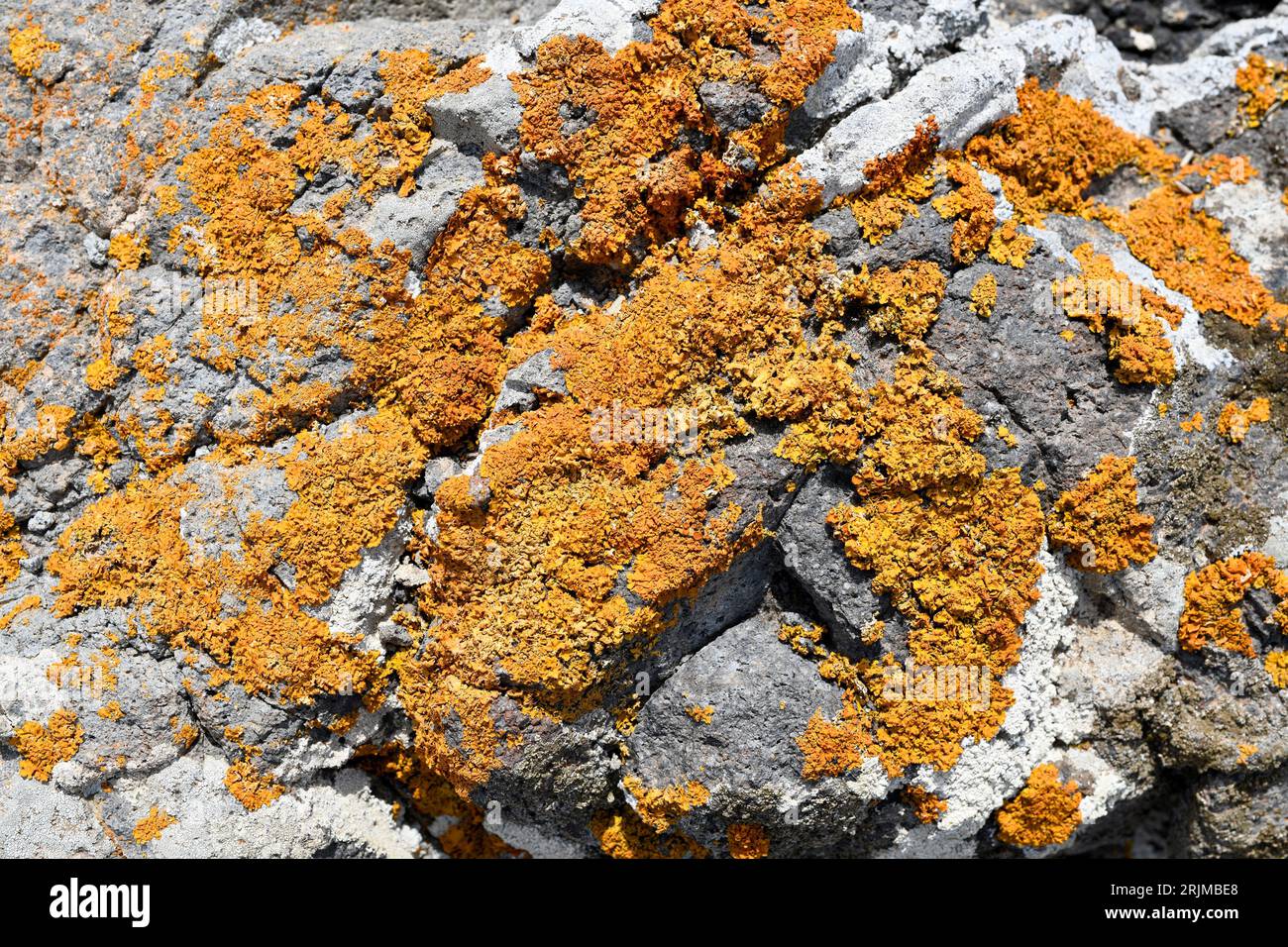 Xanthoria calcicola oder Xanthoria aureola ist eine foliose Flechte. Flechten wachsen auf vulkanischem Andesitgestein. Dieses Foto wurde in Cabo de Gata Natural aufgenommen Stockfoto