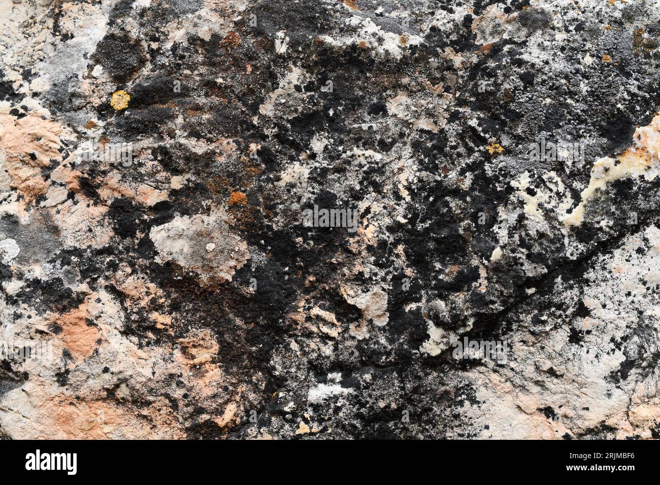 Verrucaria nigrescens ist eine Krustenflechte, die auf kalkhaltigem Gestein wächst. Dieses Foto wurde in Carabias, Guadalajara, Castilla-La Mancha, Spanien aufgenommen. Stockfoto