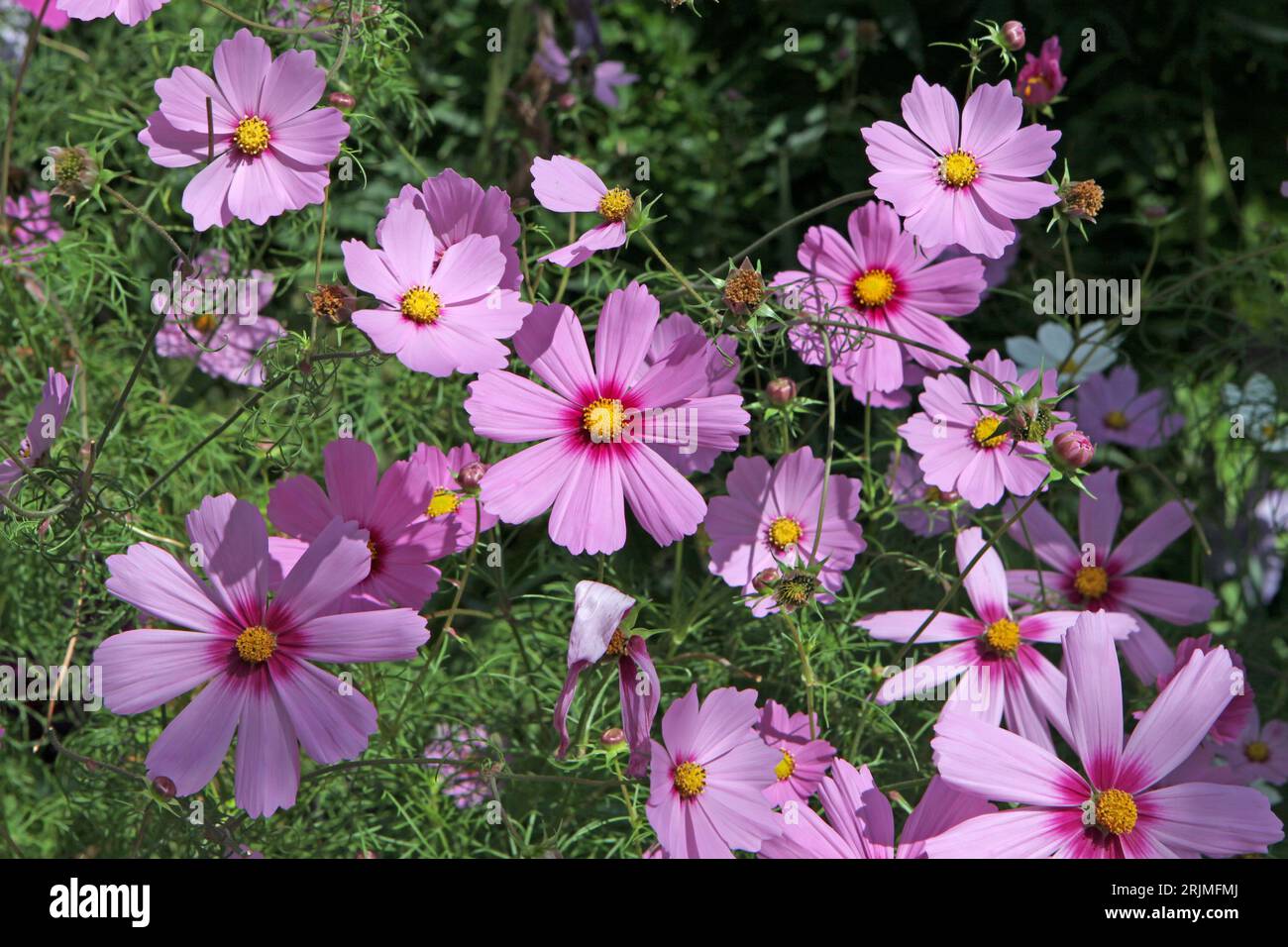 Pink Cosmos bipinnatus, allgemein als Gartenkosmos oder mexikanischer Aster bezeichnet, in Blume. Stockfoto