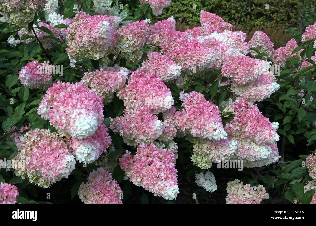 Rosa-weiße Panicle-Hydrangea, Vanille-Fraise „Renhy“ in Blüte. Stockfoto