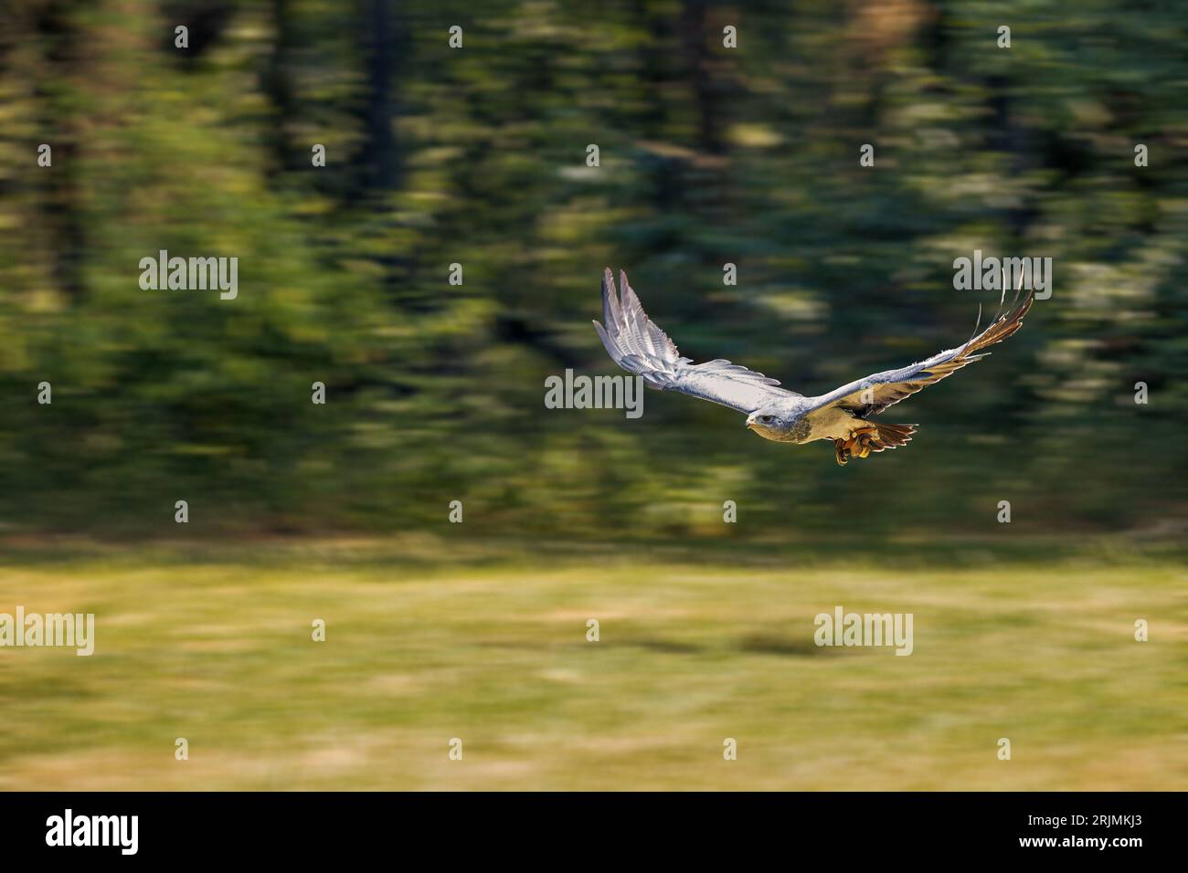 Nahaufnahme eines lebendigen Falken in einem Flug in sattem Grün mit verschwommenem Hintergrund Stockfoto