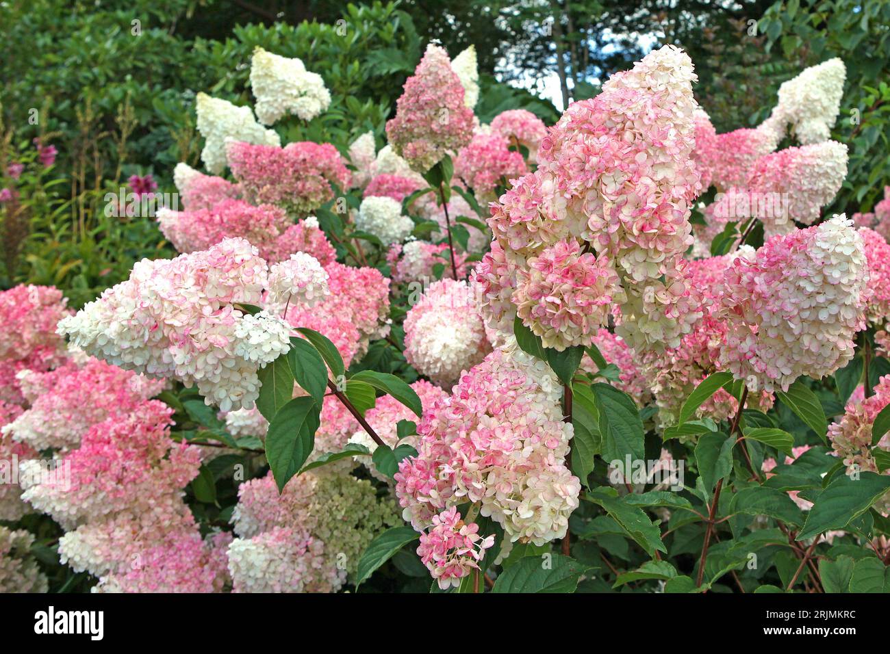 Rosa-weiße Panicle-Hydrangea, Vanille-Fraise „Renhy“ in Blüte. Stockfoto