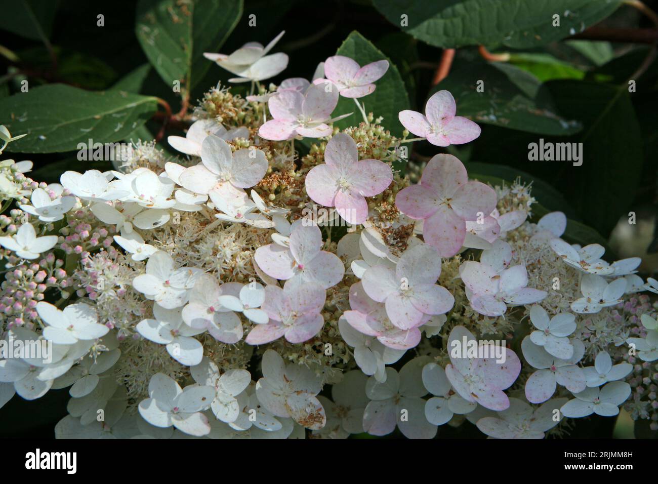 Weiße und rosafarbene Hydrangea paniculata oder panicled hydrangea 'Chantilly Lace' in Blume. Stockfoto