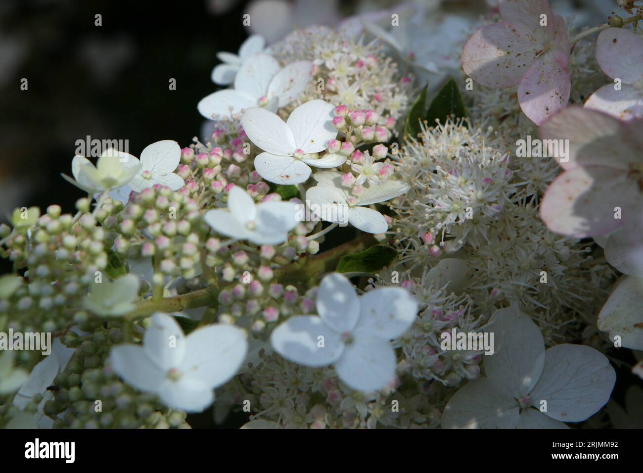 Weiße und rosafarbene Hydrangea paniculata oder panicled hydrangea 'Chantilly Lace' in Blume. Stockfoto