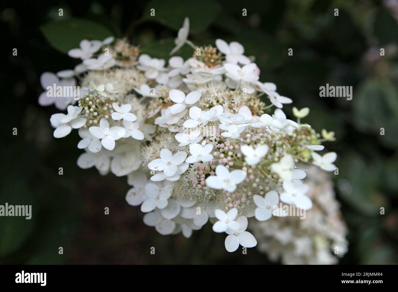 Weiße und rosafarbene Hydrangea paniculata oder panicled hydrangea 'Chantilly Lace' in Blume. Stockfoto