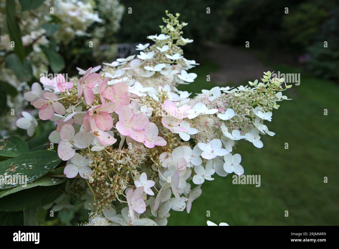 Weiße und rosafarbene Hydrangea paniculata oder panicled hydrangea 'Chantilly Lace' in Blume. Stockfoto