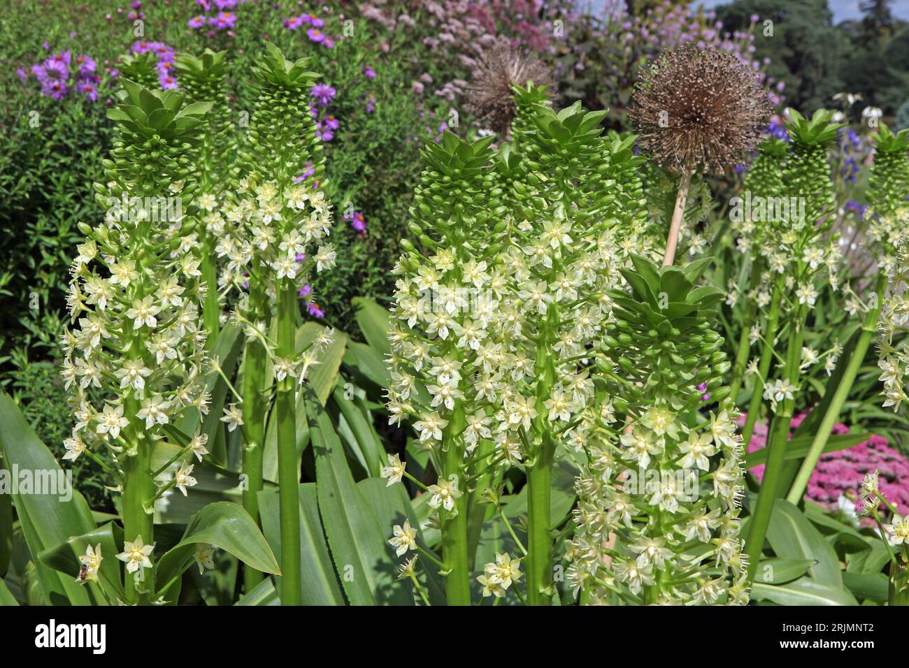 Eucomis Pole evansii, oder riesige Ananaslilie, Weißer Goliath in Blüte. Stockfoto