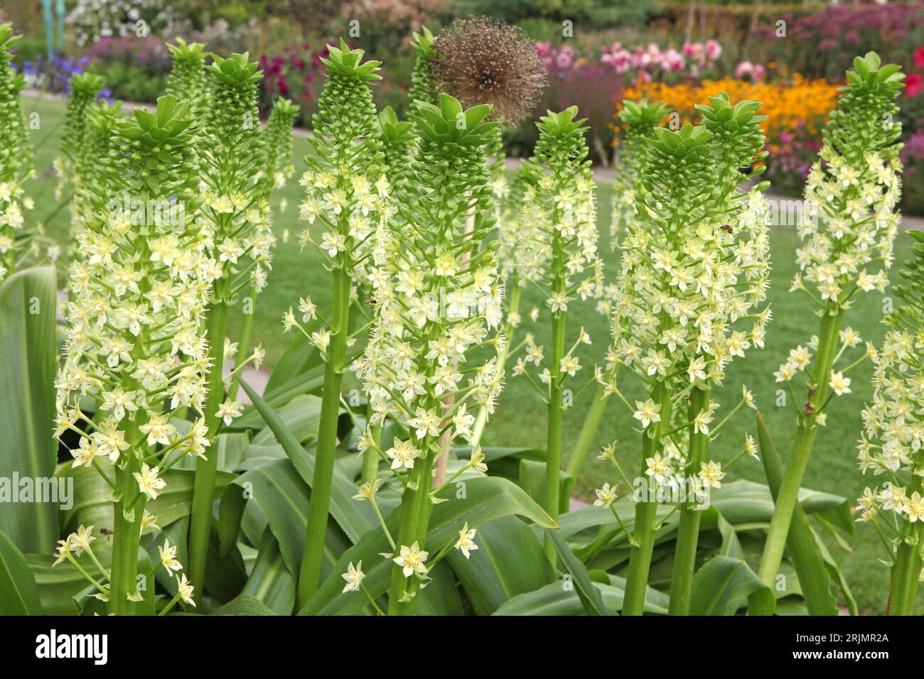 Eucomis Pole evansii, oder riesige Ananaslilie, Weißer Goliath in Blüte. Stockfoto