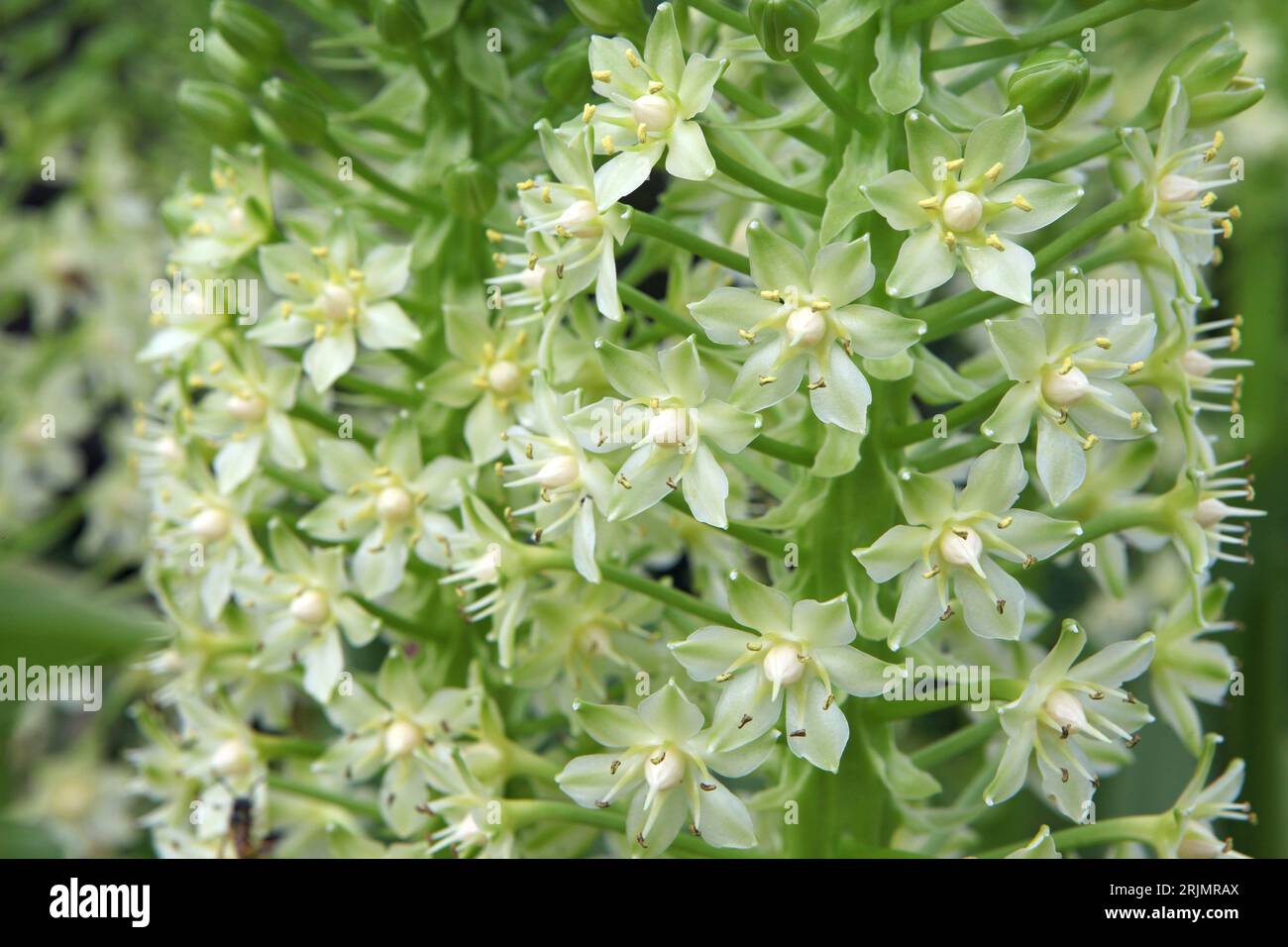 Eucomis Pole evansii, oder riesige Ananaslilie, Weißer Goliath in Blüte. Stockfoto