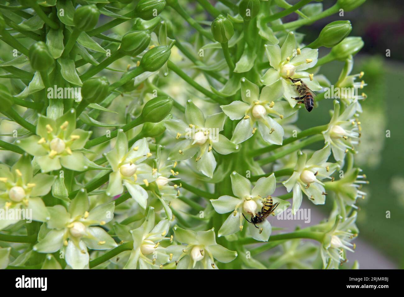 Eucomis Pole evansii, oder riesige Ananaslilie, Weißer Goliath in Blüte. Stockfoto