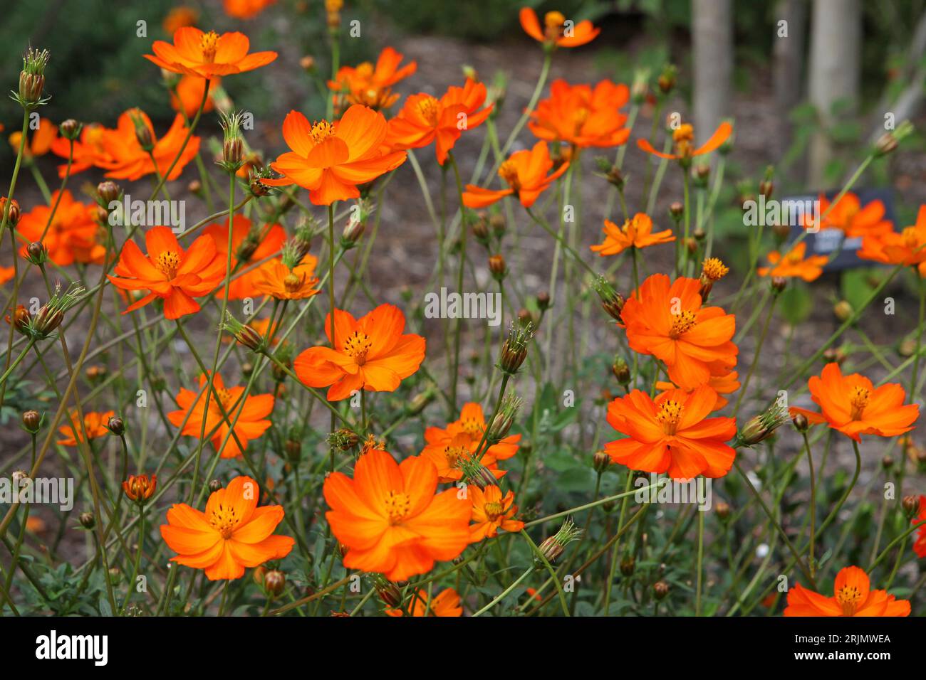 Orange Cosmos sulfureus oder Schwefelkosmos, „helle Lichter“ in Blüte. Stockfoto