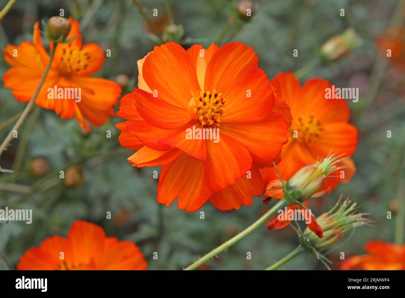 Orange Cosmos sulfureus oder Schwefelkosmos, „helle Lichter“ in Blüte. Stockfoto
