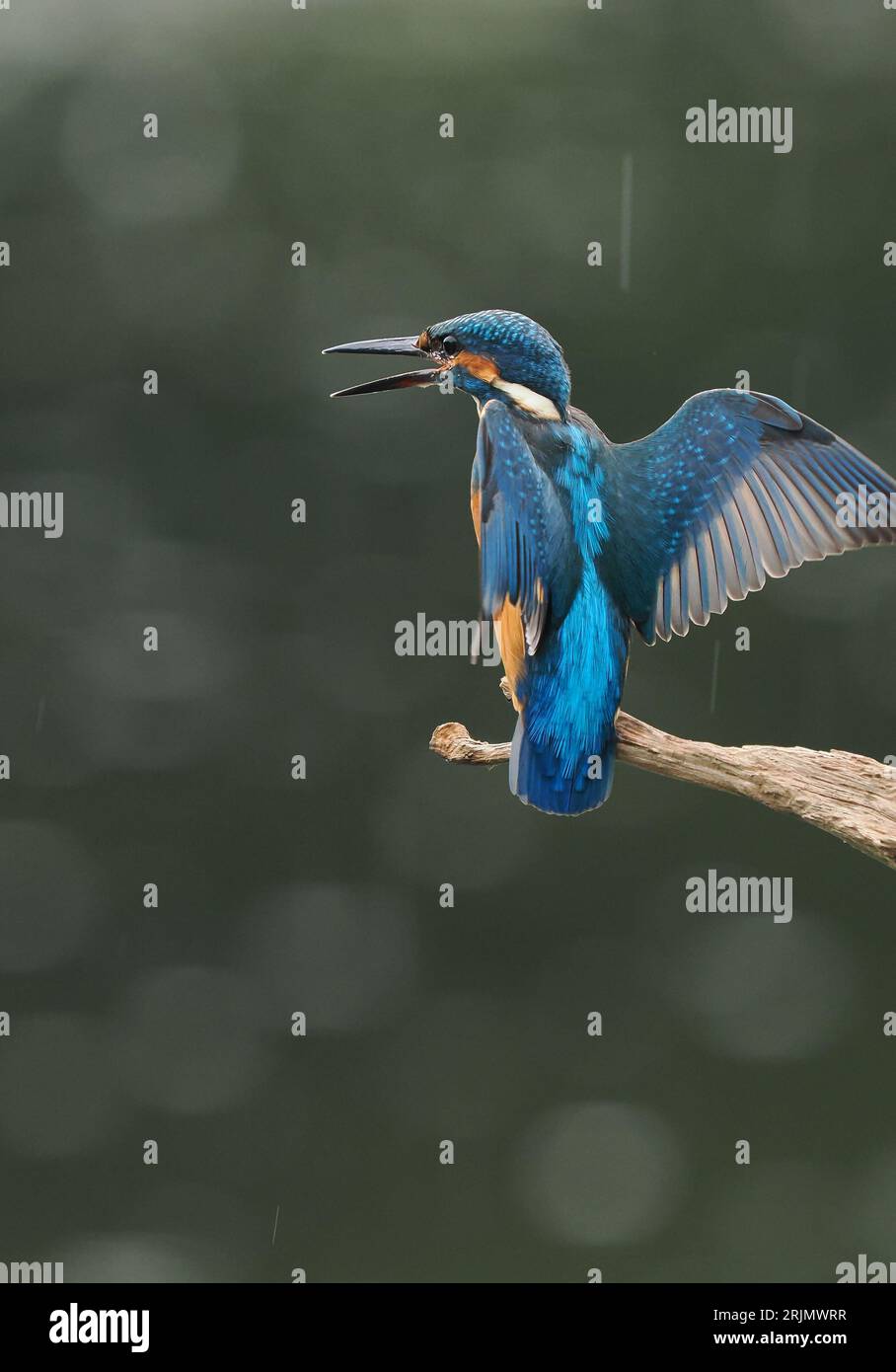 Die Mortalität in den Brüten des jungen eisvogels ist extrem hoch, daher ist es immer erfreulich, erfolgreiche Fangversuche zu sehen. Stockfoto