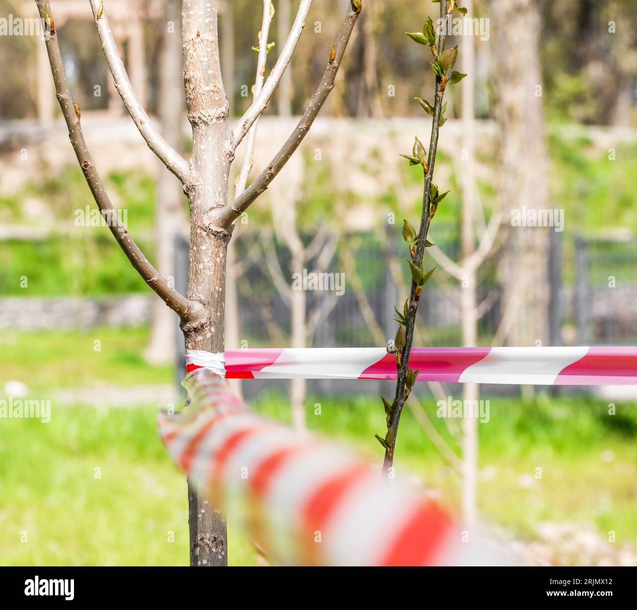 Ein junger Baum ist mit einem rot-weißen Signalband eingezäunt. Naturschutzkonzept. Selbstisolierung. Stockfoto