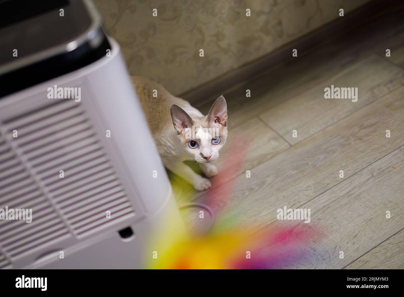 A white cat hunts for a toy with feathers looking at it intently Stockfoto