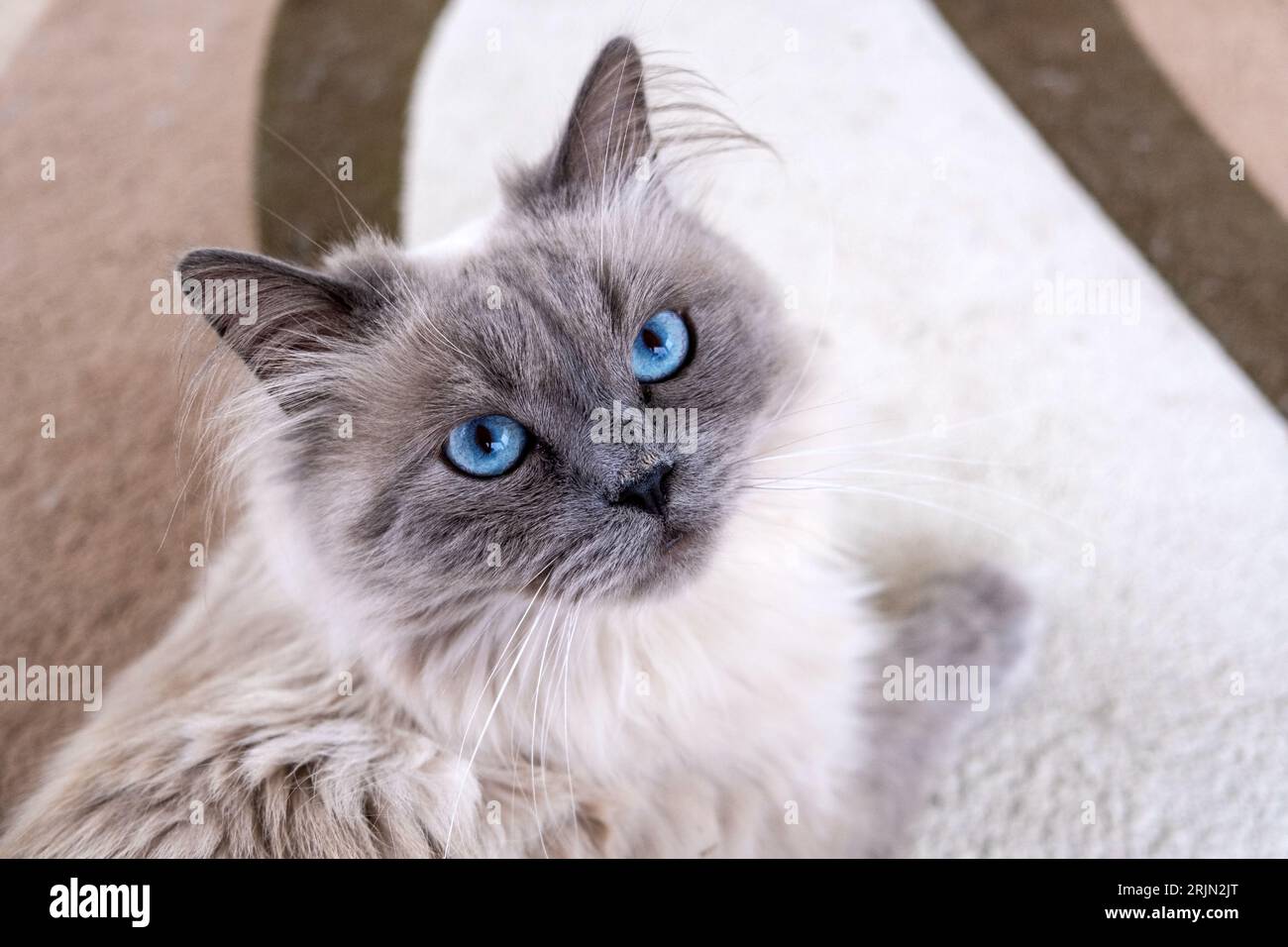 Schöne Mündung einer Katze mit blauen Augen Stockfoto