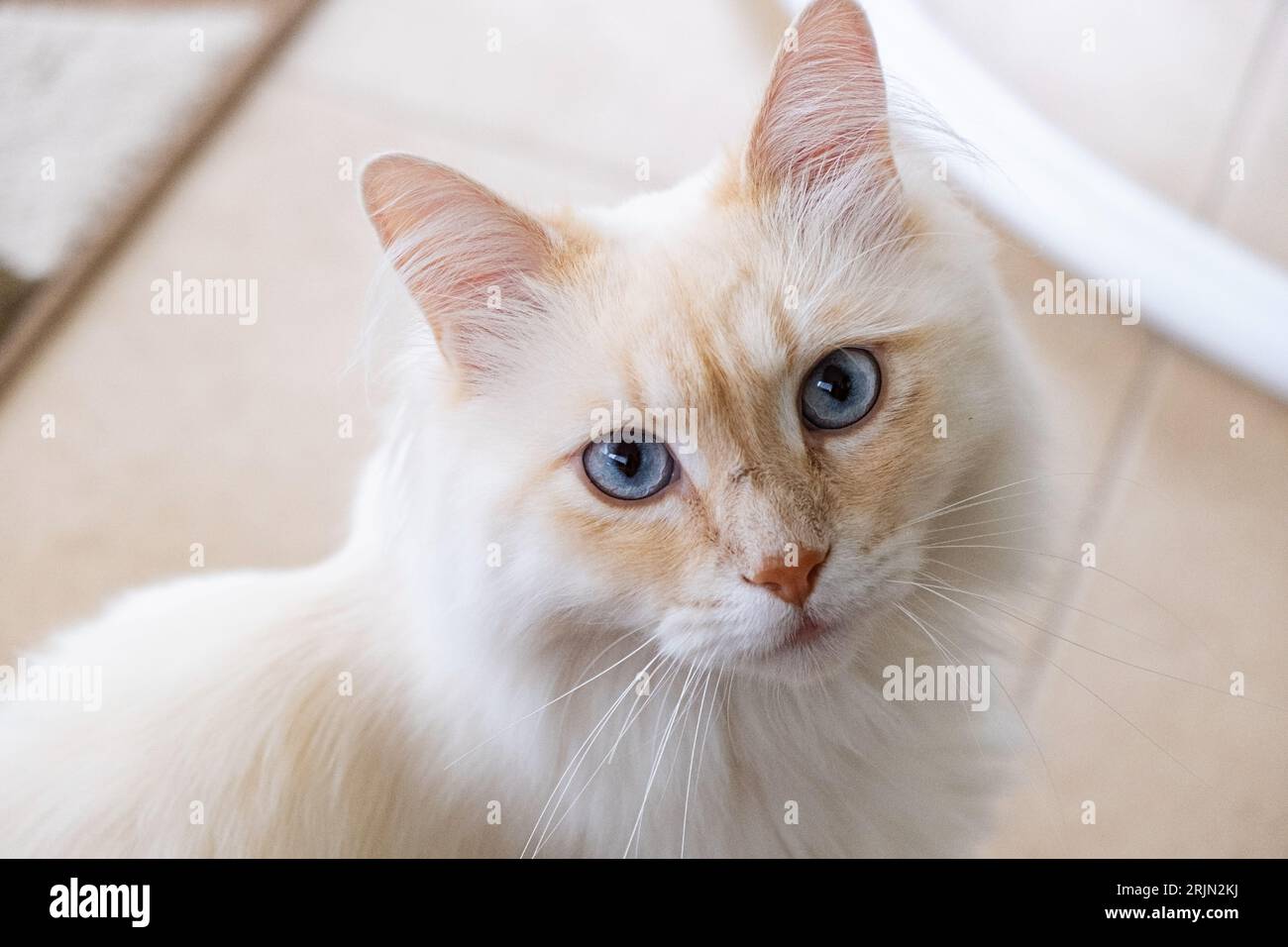 Schöne Mündung einer Katze mit blauen Augen Stockfoto