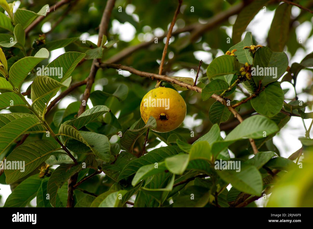 Jambu biji, frische Guavenfrucht (Psidium guajava) hängt am Baum, flacher Fokus. Stockfoto