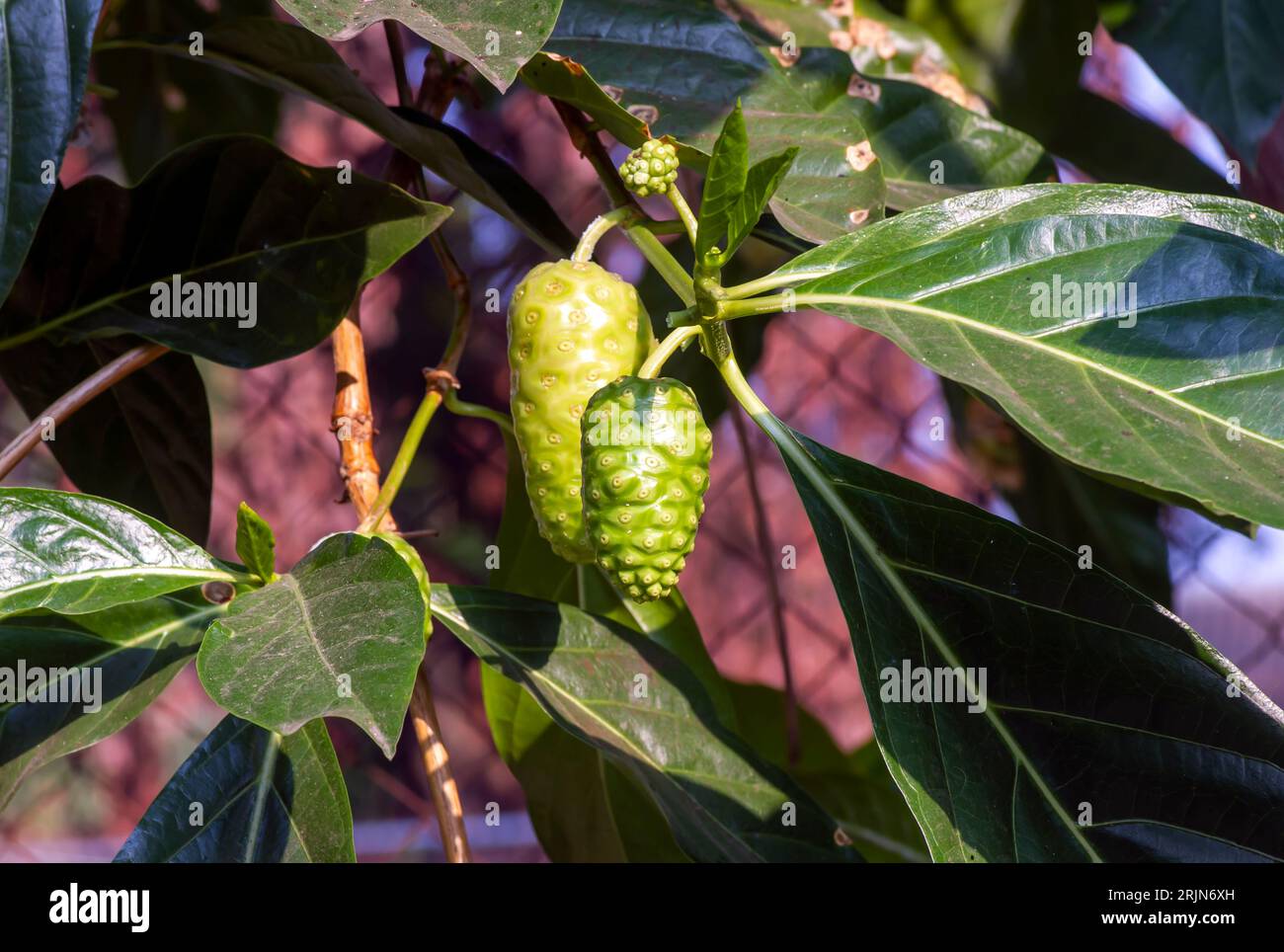 Mengkudu, reife Noni (Morinda citrifolia), auch als Hungerfrucht bezeichnet. Stockfoto