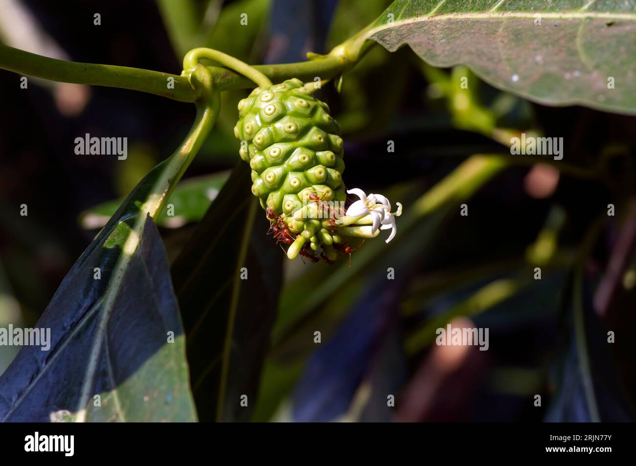 Mengkudu, junge Noni-Frucht (Morinda citrifolia), auch als Hungerfrucht mit roten Ameisen bezeichnet. Stockfoto