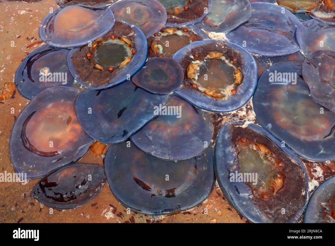Quallen-Haut bedeckt den Boden in einer Fischverarbeitungsanlage in Nordchina Stockfoto