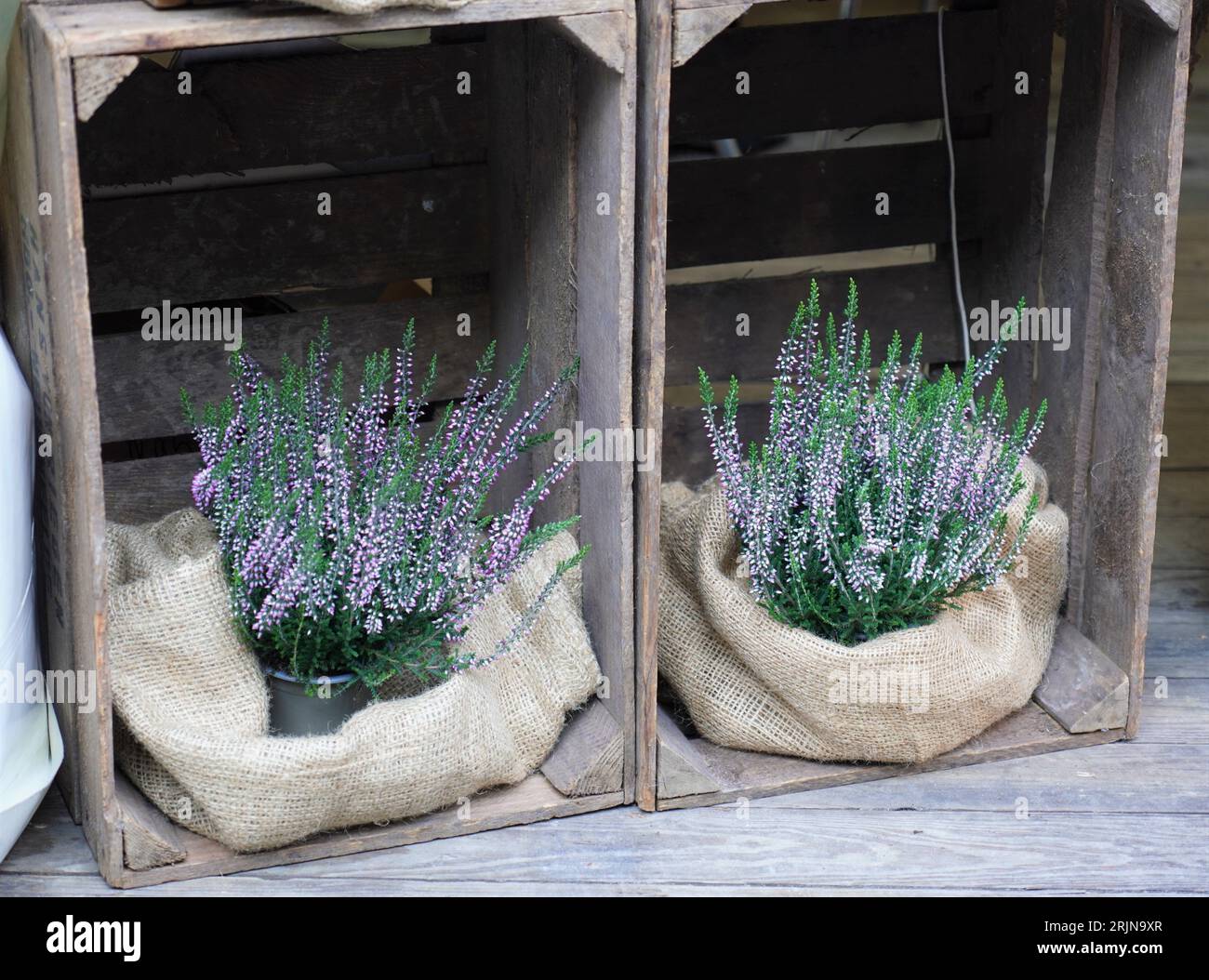 Eine attraktive Holzkiste mit duftenden Lavendelpflanzen sitzt auf der Veranda eines Hauses und verleiht einen Hauch von Schönheit und einen angenehmen Duft Stockfoto