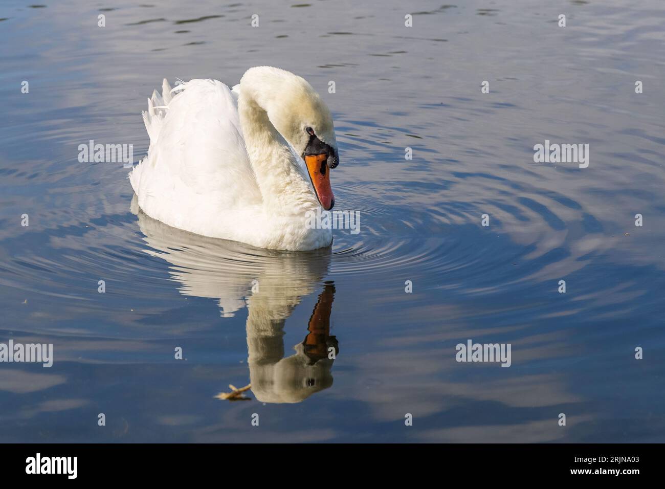 Schöne Schwanenreflexion Stockfoto