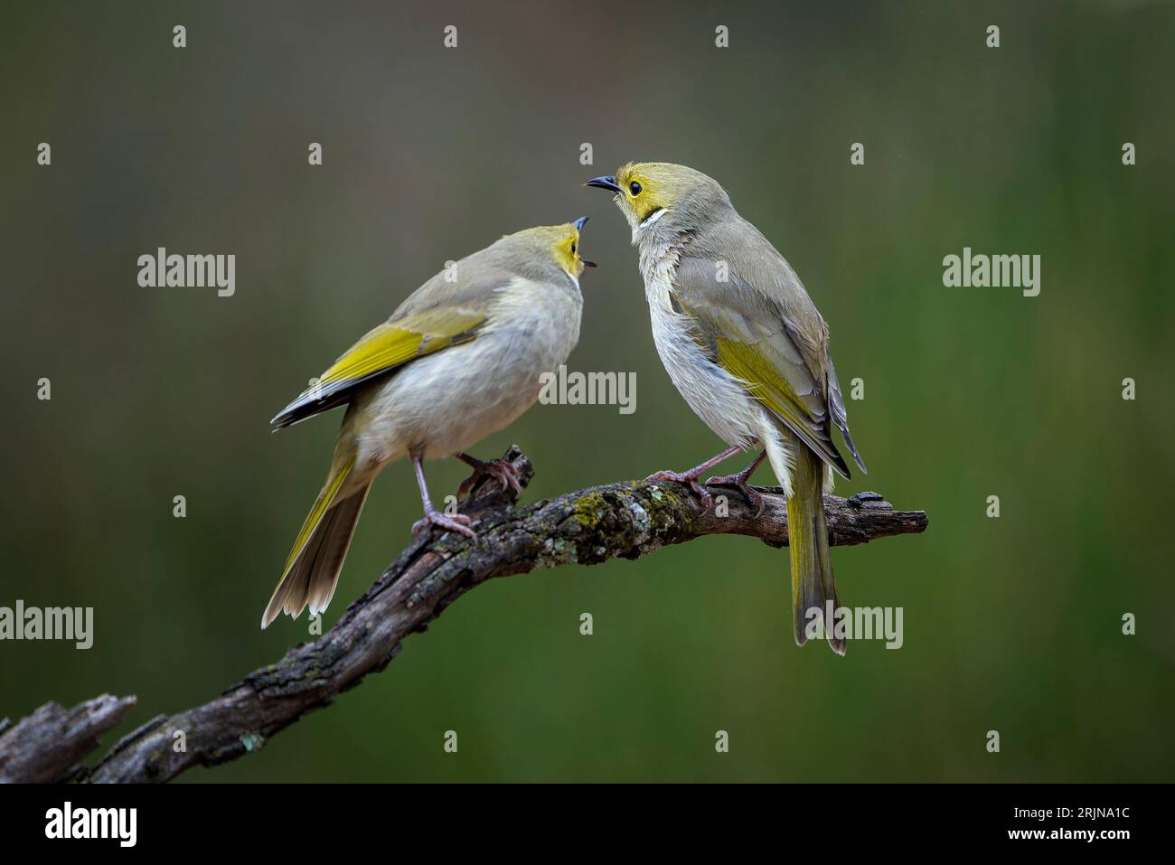 Eine idyllische Szene, in der sich zwei weißgeplumpste Honeyeater auf einem Baumzweig im Jindalee National Park, New South Wales, befinden Stockfoto