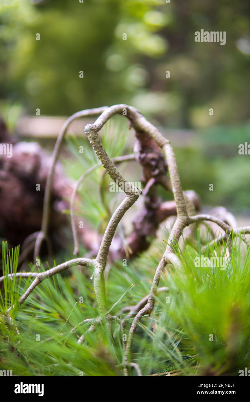 Eine Nahaufnahme eines gebrochenen Baumzweigs auf dem Boden Stockfoto
