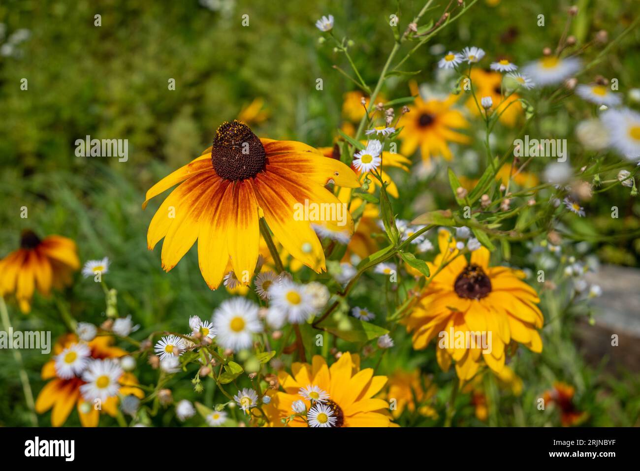 Eine wunderschöne natürliche Landschaft mit üppigem grünem Gras und Laub sowie leuchtend gelben und weißen Wildblumen Stockfoto