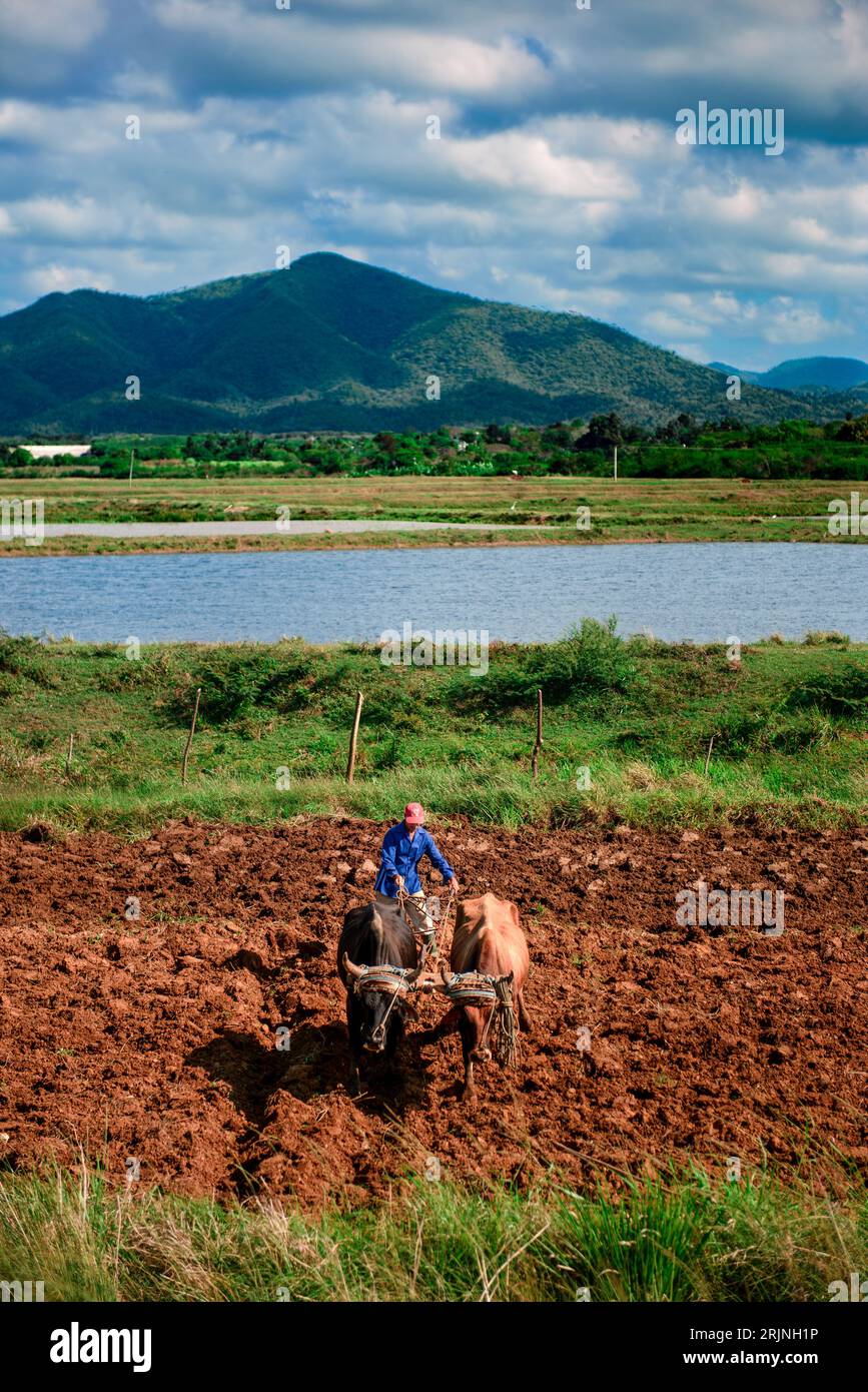 Kubanischer Landwirt, der das Land mit zwei Ochsen auf einem Feld pflügt, im Hintergrund eines Damms und der Berge an einem bewölkten Tag. Stockfoto