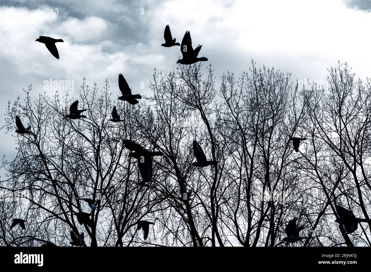 Die Silhouette der Vögel, die im Winter über blattlose Bäume fliegen. Stockfoto